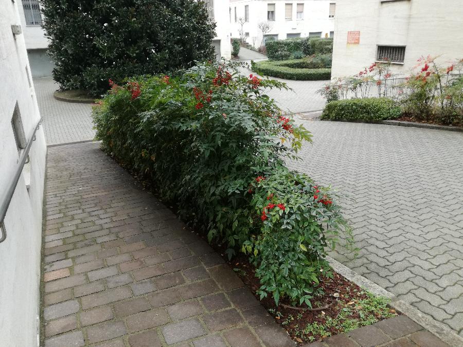 image 4 of Riqualificazione  cortile condominiale